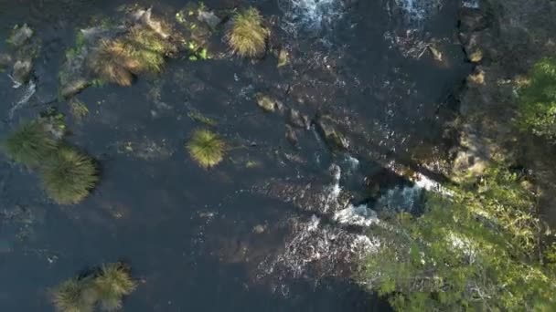 Letecký Pohled Zelený Les Létání Přes Vrcholky Stromů Létě Dron — Stock video
