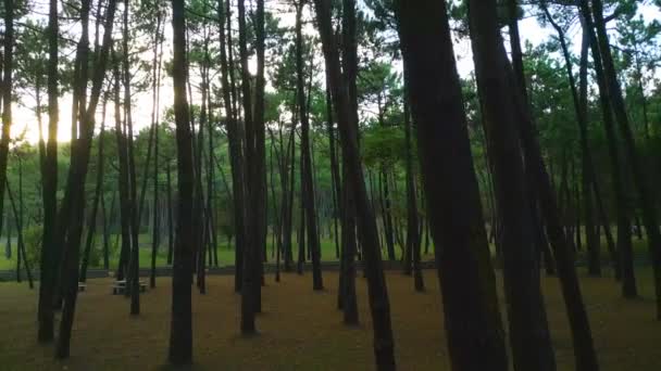 Leeg Natuurpark Met Torenhoge Bomen Galicië Spanje Stilte Het Bos — Stockvideo