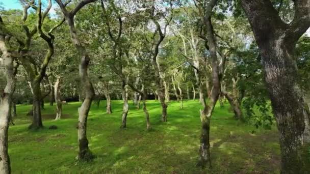 Bosque Con Troncos Torcidos Carballeira Municipal Baio Coruna España Sideways — Vídeos de Stock