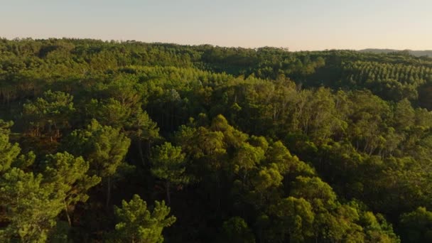 Över Den Fridfulla Tallskogen Malpica Spanien Drone Flying Forward — Stockvideo
