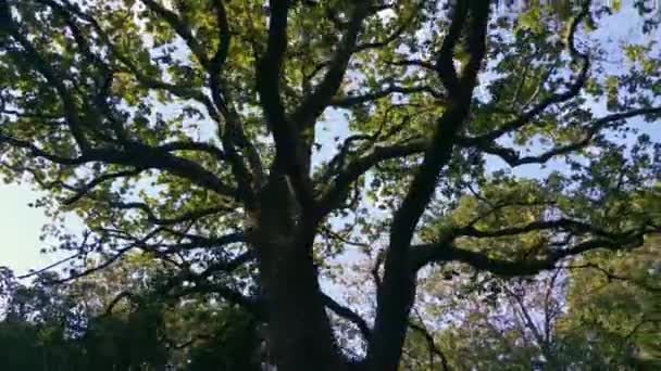 Глядя Ствол Ветви Древнего Тропического Дерева Летом Low Angle — стоковое видео