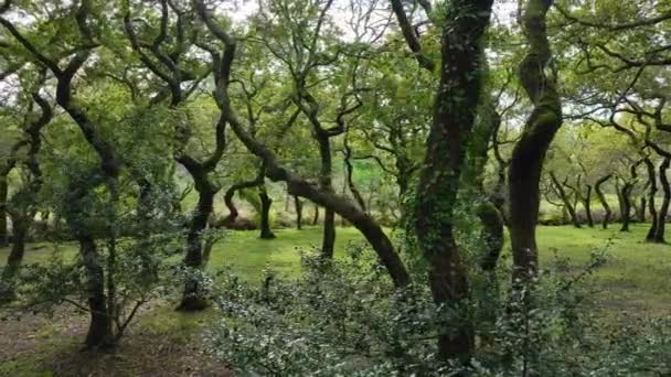 Floresta Verdejante Cênica Carballeira Municipal Baio Caminhadas Corua Espanha Para — Vídeo de Stock