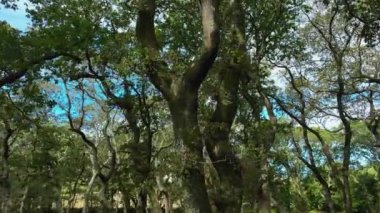 Carballeira Belediyesi Baio 'da, İspanya' nın Coruna şehrinde, ağaç kabukları yosun kaplı yaşlı ağaçlar. Düşük Açı