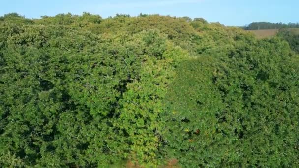 Деревья Пышной Листве Против Солнечного Голубого Неба Бесшовная Лесная Растительность — стоковое видео