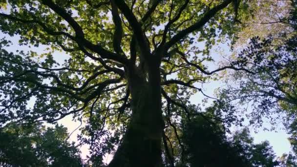 Багажник Ветви Лиственного Дерева Испанском Лесу Низкий Угол Подъем — стоковое видео