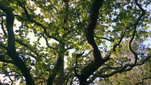 스페인에서 녹지에 평온한 나무의 — 비디오