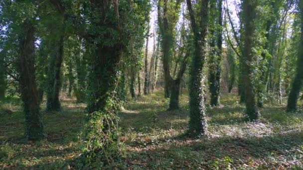 Forêt Avec Des Arbres Densément Couverts Légumes Tournage Latéral — Video