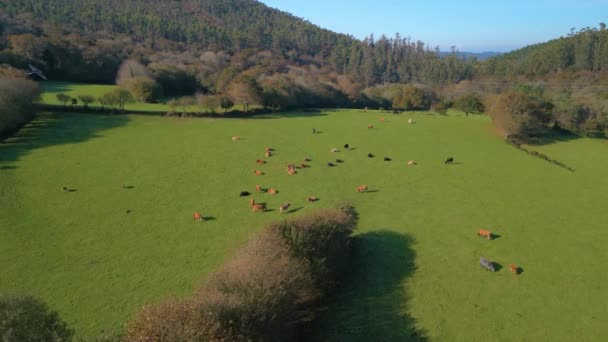 Vista Aerea Dell Allevamento Mucche Animali Nelle Pianure Rurali Vicino — Video Stock