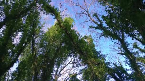 Olhando Para Cima Folhas Densamente Crescendo Rastejando Sobre Ramos Árvores — Vídeo de Stock