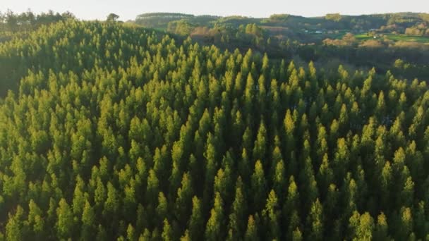 Árvores Florestais Abeto Sobre Montanhas Perto Lago Encoro Ribeira Corua — Vídeo de Stock