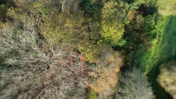 Leafless Trees Late Autumn Season Zas Coruna Spain Aerial Topdown — Stock Video