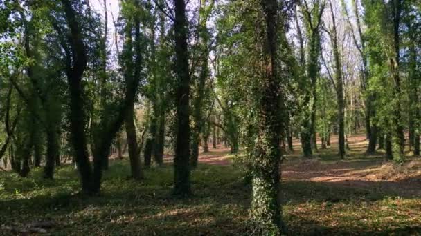 Bosques Com Troncos Árvores Cobertos Videiras Durante Dia Pan Direito — Vídeo de Stock