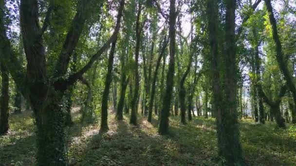 Kriechende Pflanzen Bedeckten Baumstämme Wald Dolly Shot — Stockvideo