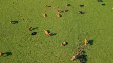 Kırsal kesimdeki otlakta otlayan yerli sığırların hava manzarası. 