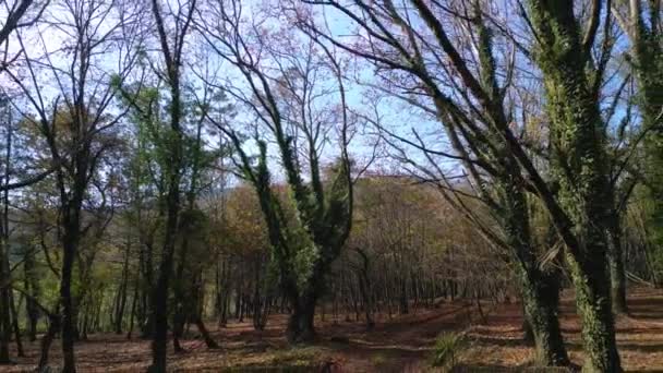 Ağaçların Dalları Gövdeleri Yemyeşil Sebzelerle Kaplı Çekim Çekimi — Stok video