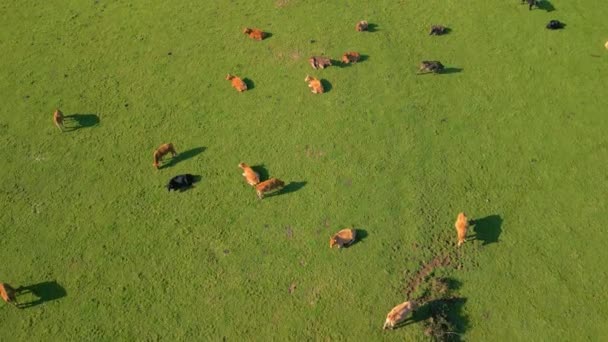Aerial View Domestic Cattle Grazing Pasture Land Countryside — Stock Video