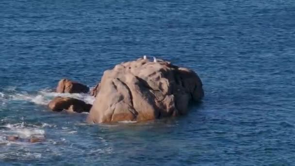 Måsar Robust Åkermark Havet Camarias Corua Spanien Brett Skott — Stockvideo