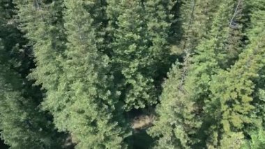 Bosque de Colon-Sequoias Poio - Pontevedra, İspanya 'da Ormanda Yeşil Sequoia Ağaçları. İHA atışı iniyor.
