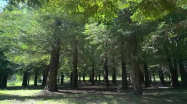 Poio 'daki California Redwood Ormanı, Pontevedra, İspanya. İHA geri çekilme atışı