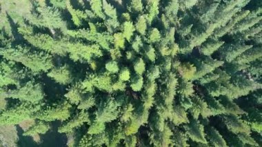 İspanya, Pontevedra 'daki Ormanda Yoğun Sequoia Ağaçları. havadan yukarıdan çekim