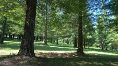 Pontevedra, İspanya 'daki Bosque de Colon' da Sequoia Trees. İHA atışı