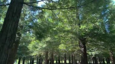 İspanya 'nın Pontevedra kentindeki Bosque de Colon Ormanındaki Evergreen Sequoia Trees. İHA atışı, düşük açı.