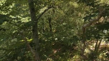 Galiçya 'daki Castro Caldelas Kasabası yakınlarındaki orman sahnesi. Görüntüyü Büyüt