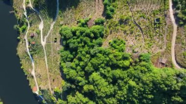 Galiçya, Ribeira Sacra 'daki Minho Nehri' ndeki Terraced Vineyards 'ın üstünde. Havadan Tepetaklak Vuruşu