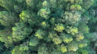 Galiçya 'nın Fraga de Cecebre kentindeki Yapay Ormanların Üst Manzarası. Hava Görüntüsü