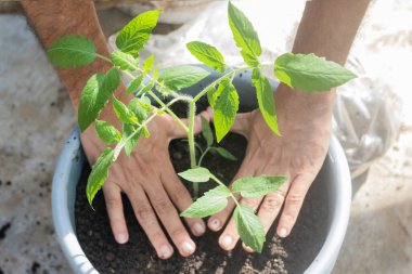 Perita domateslerinin tencerede yetiştirilmesi.