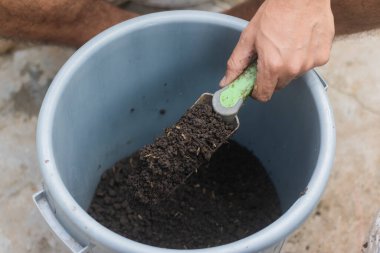Perita domateslerinin tencerede yetiştirilmesi.