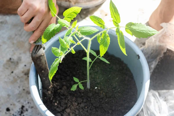 Cultivo Urbano Tomates Perita Pote — Fotografia de Stock