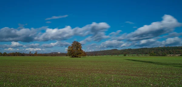 Bladboom Groen Veld Herfst Zonsverduistering Zonnige Dag Zuid Bohemen Buurt — Stockfoto