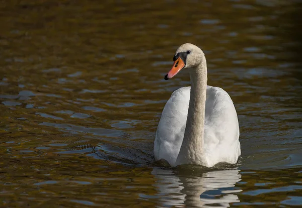 Kuğu Beyaz Kuş Sonbaharda Kirli Gölette Güneşli Sıcak Bir Günde — Stok fotoğraf