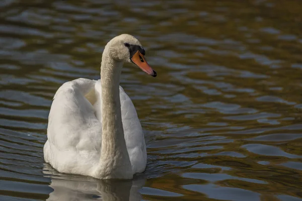 Schwan Weißer Vogel Auf Schmutzigem Teich Herbst Sonnig Frisch Heißer — Stockfoto