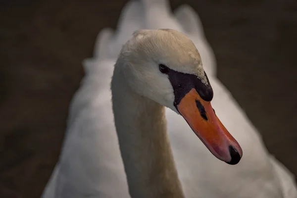 Cisne Pájaro Blanco Estanque Sucio Otoño Soleado Fresco Día Caliente —  Fotos de Stock