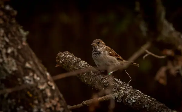 Burung Pipit Musim Gugur Warna Cerah Sore — Stok Foto