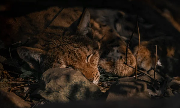 Lynx Szőrös Színű Narancs Állat Alatt Fekvő Árnyékban Napsütéses Ősszel — Stock Fotó