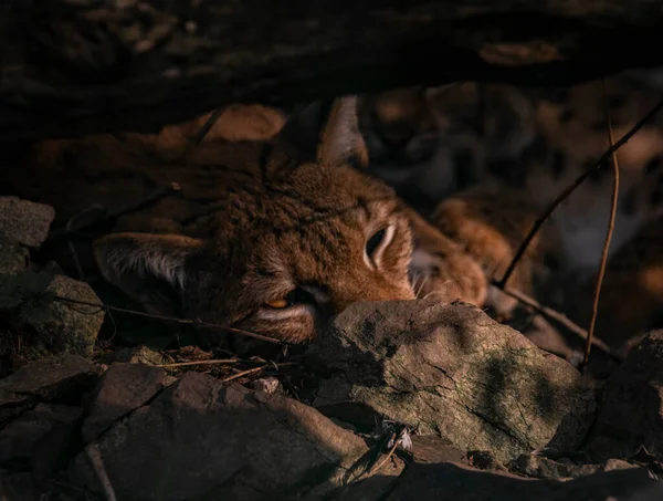 Lynx Τριχωτό Χρώμα Πορτοκαλί Ζώο Που Βρίσκεται Κάτω Από Ξύλο — Φωτογραφία Αρχείου
