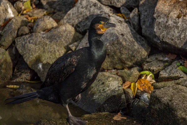 Черная Птица Длинным Клювом Солнечную Осень Свежим Вечером — стоковое фото