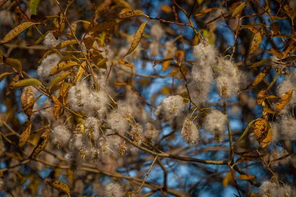 stock image Fuzz on autumn yellow leaf trees in sunny fall nice day