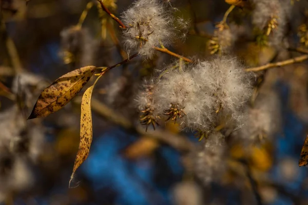 秋晴れの黄色の葉の木の上のファズいい日 — ストック写真