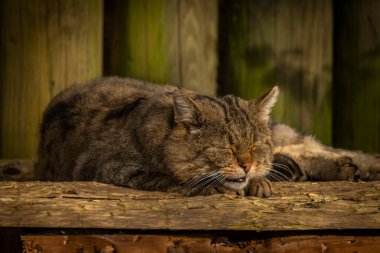 Sonbaharda serçe kuşu güneşli, güneşli bir öğleden sonra taze çiçeklerle güzel çalılıklarda