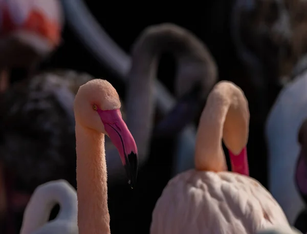 Färg Röd Rosa Grå Flamingo Fågel Vatten Damm Solig Höst — Stockfoto