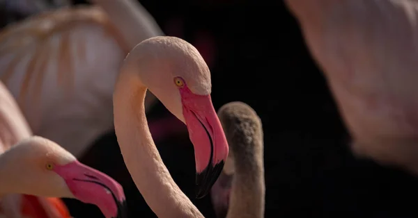Kleur Rood Roze Grijs Flamingo Vogel Water Vijver Zonnige Herfst — Stockfoto