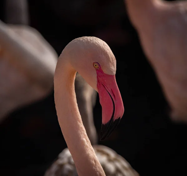 Farbe Rot Rosa Grau Flamingo Vogel Teich Sonnigen Herbst Frischen — Stockfoto