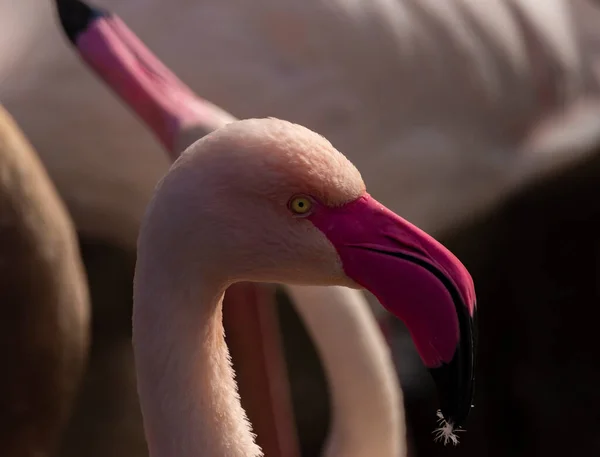 Kleur Rood Roze Grijs Flamingo Vogel Water Vijver Zonnige Herfst — Stockfoto