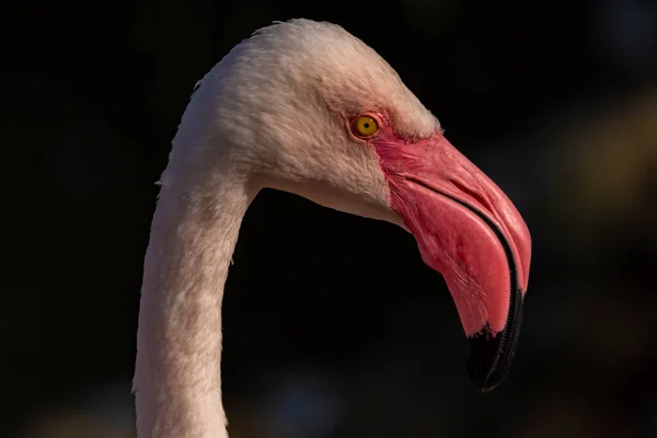 Renkli Kırmızı Gri Flamingo Kuşu Güneşli Bir Sonbahar Öğleden Sonrasında — Stok fotoğraf