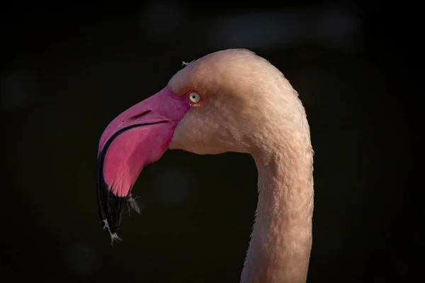 Warna Merah Muda Abu Abu Burung Flamingo Kolam Air Musim — Stok Foto