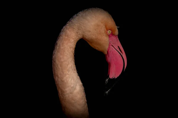 Färg Röd Rosa Grå Flamingo Fågel Vatten Damm Solig Höst — Stockfoto